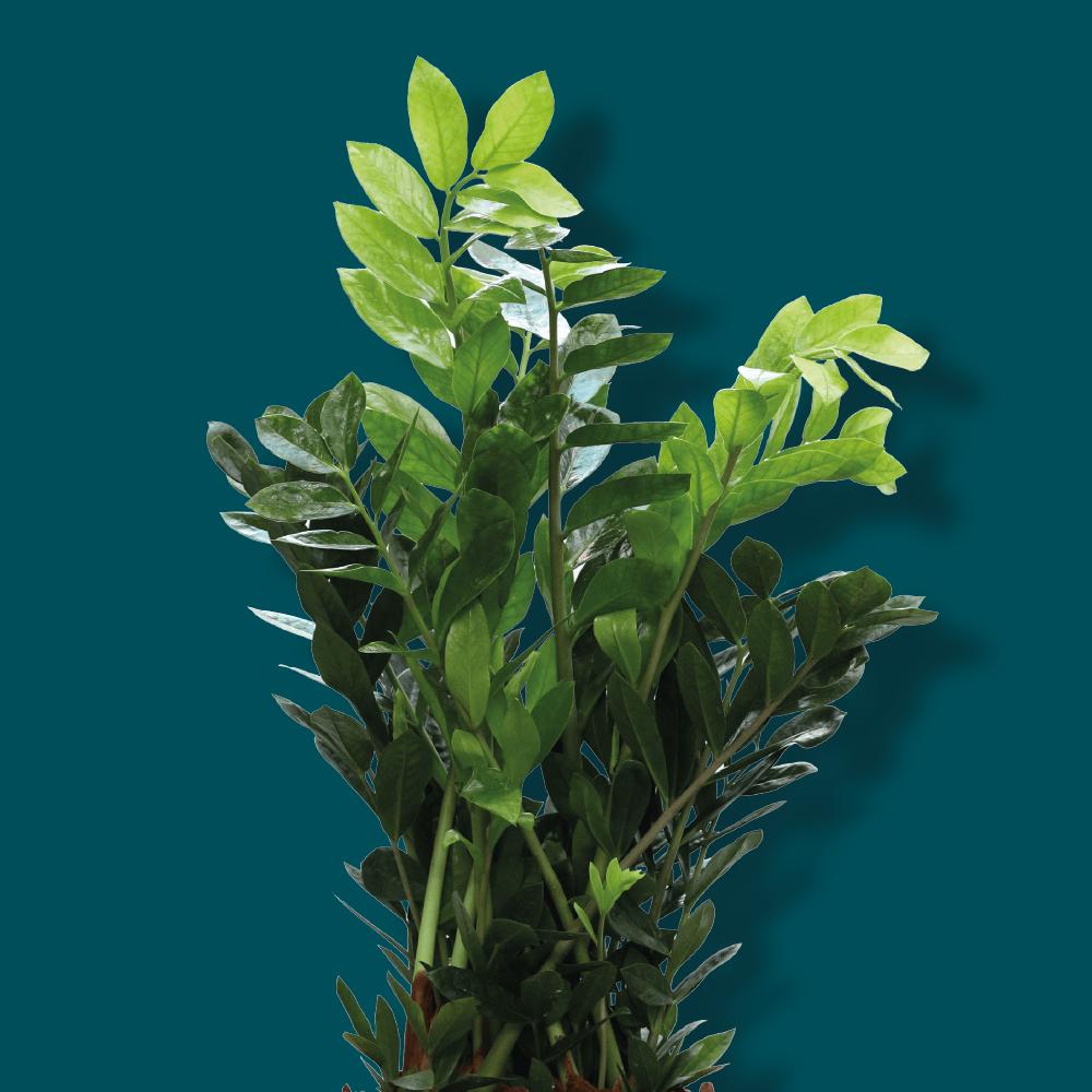 LOW LIGHT PLANTS