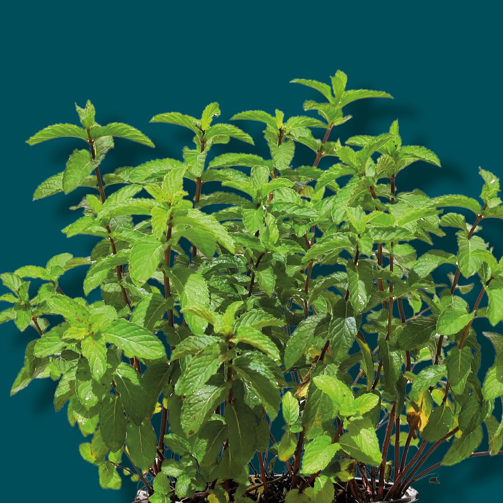 HERBS