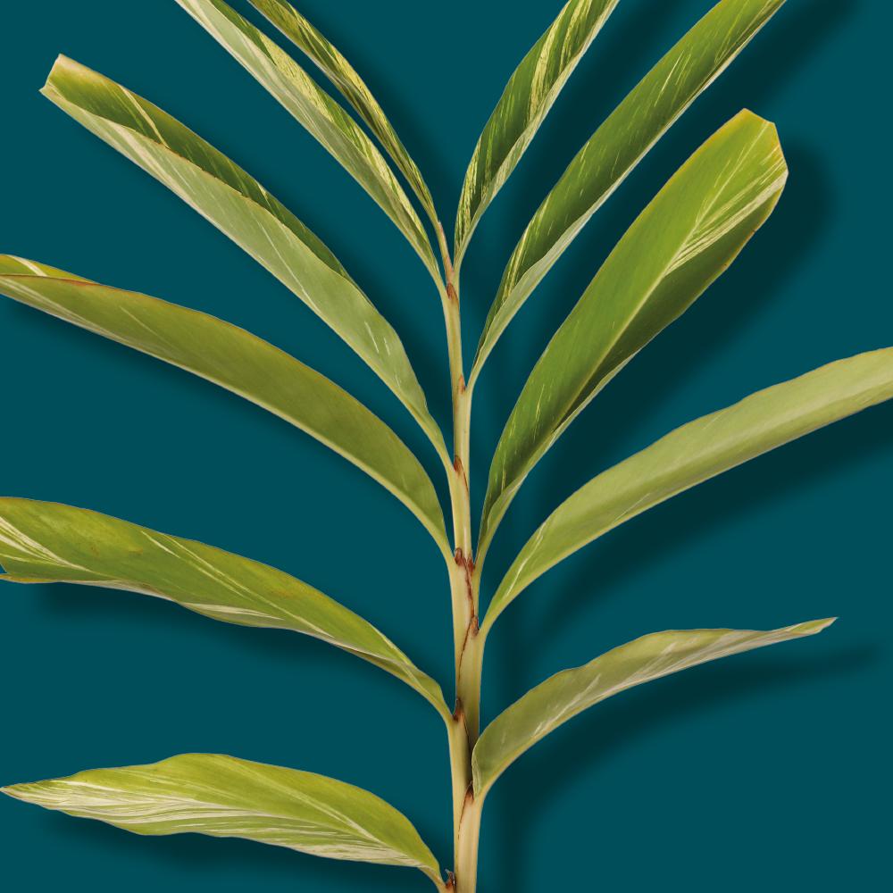 RARE PLANTS OUTDOOR