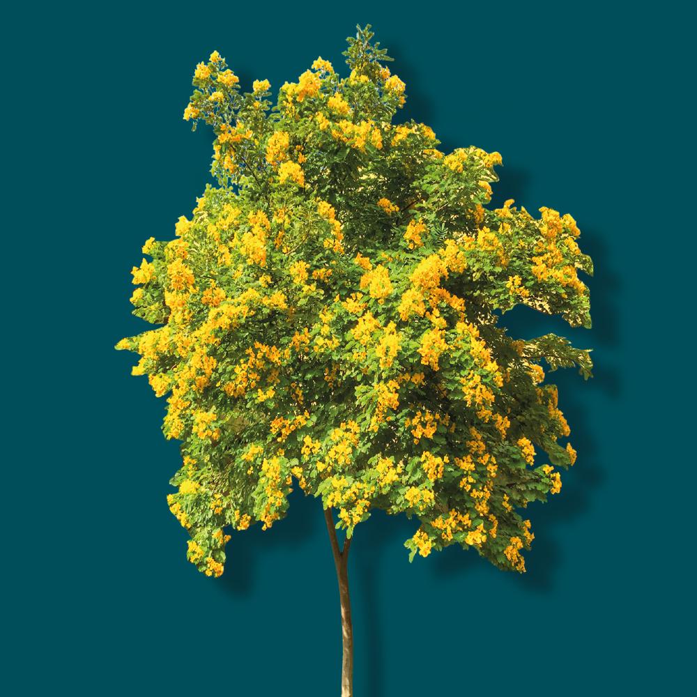 LANDSCAPE TREES