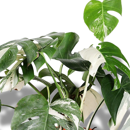 RARE PLANTS - INDOOR