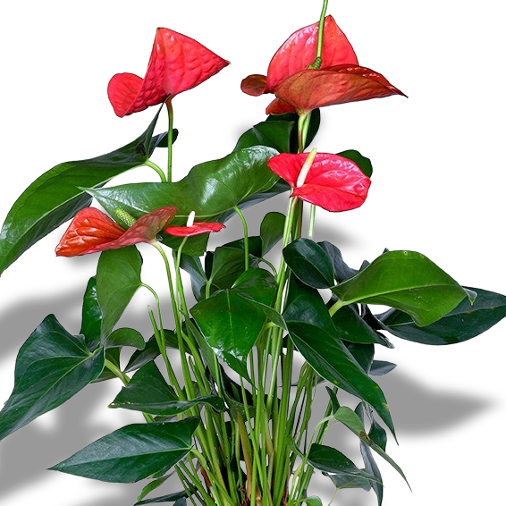 FLOWERING INDOOR PLANTS