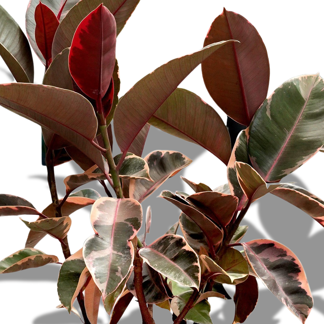 FOLIAGE PLANTS