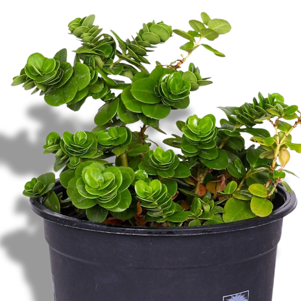GROUND COVERS