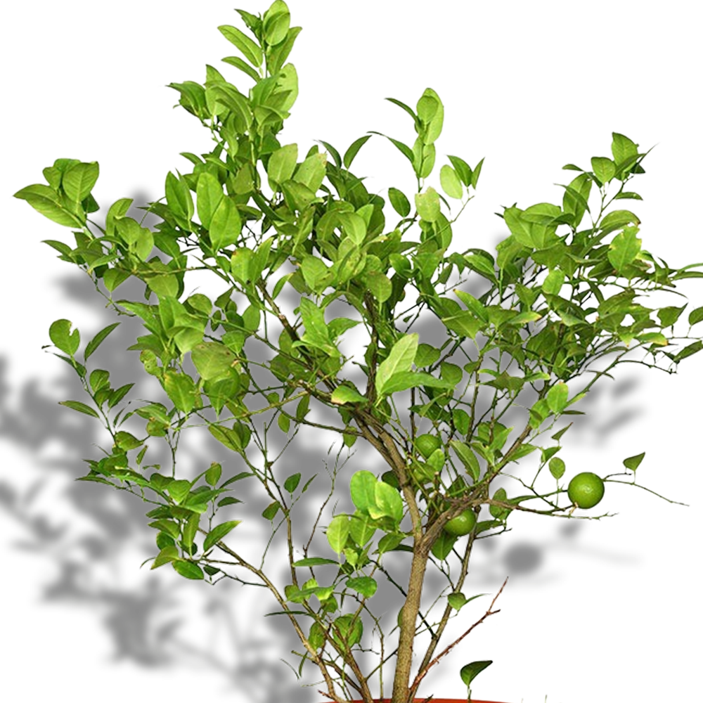 FRUITING PLANTS