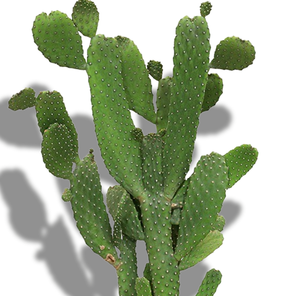 CACTUS - OUTDOOR