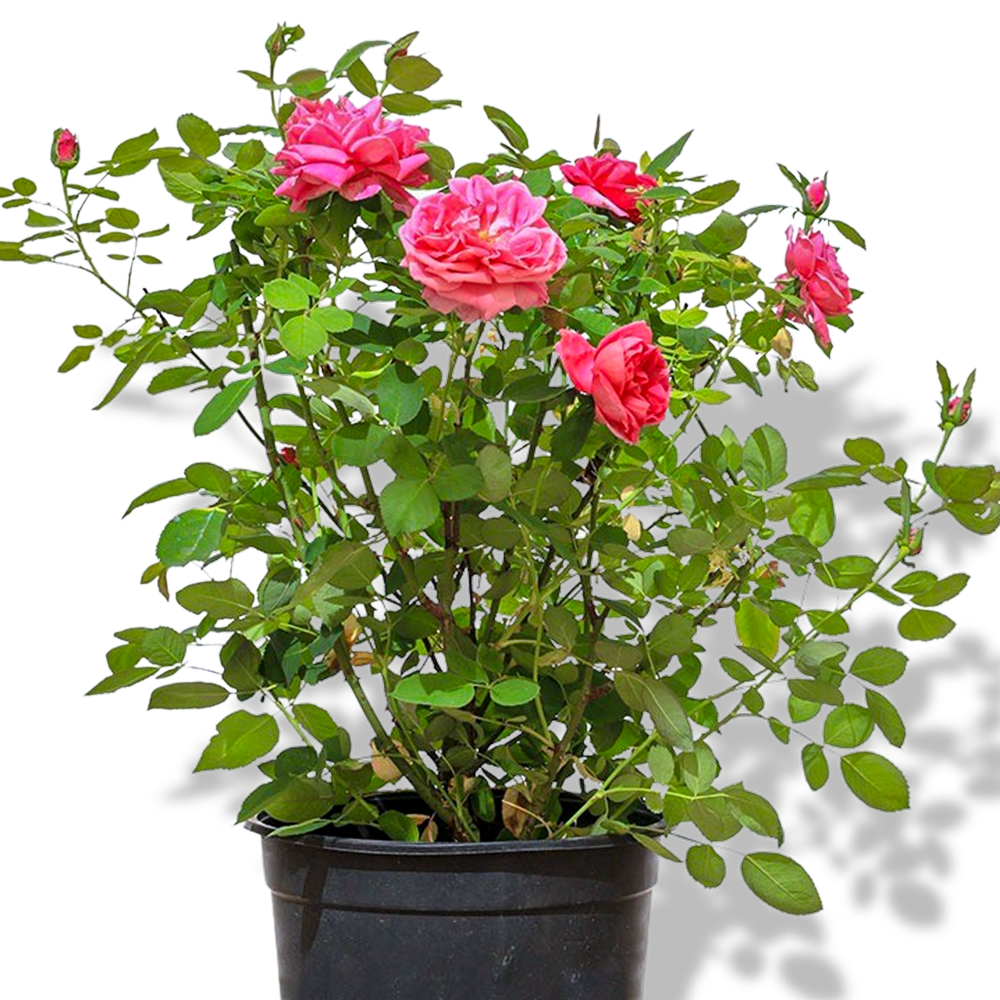 FRAGRANT PLANTS