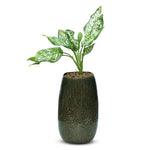 AGLAONEMA SNOW WHITE IN FOREST GREEN PLANTER - أجلونيما سنو وايت في حوض فوريست جرين
