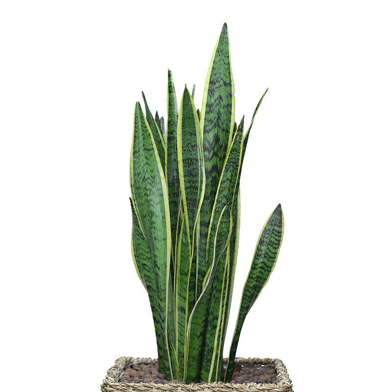 SANSEVIERIA TRIFF. IN SOSVA NATURAL CUBE BASKET - سانسفيريا تريف في سلة القش