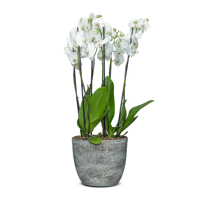 ORCHIDS IN YERUDA PLANTER - اوركيد في حوض ييرودا