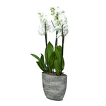 ORCHIDS IN YERUDA PLANTER - اوركيد في حوض ييرودا