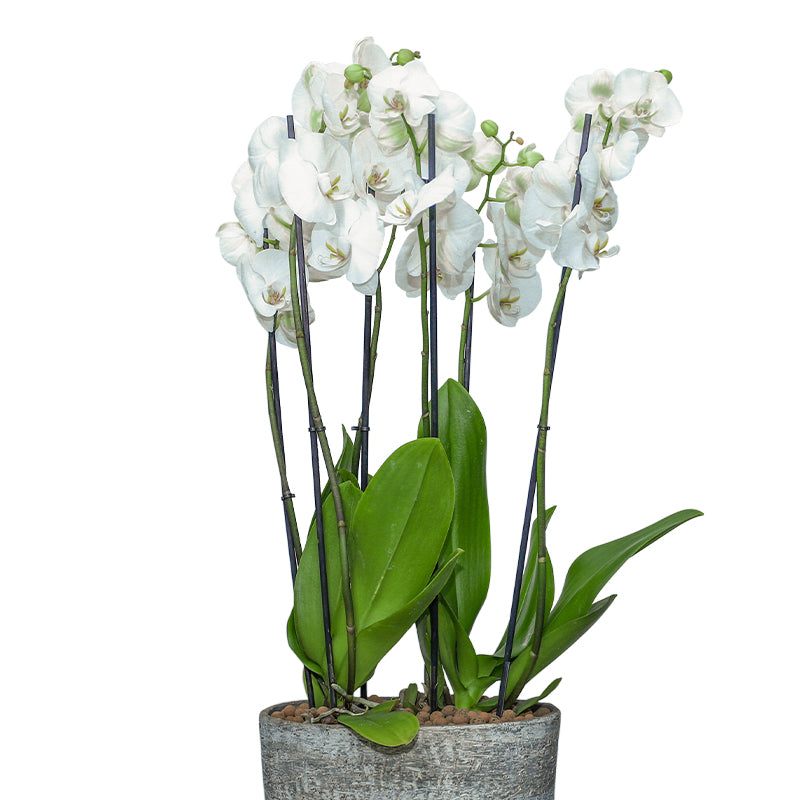ORCHIDS IN YERUDA PLANTER - اوركيد في حوض ييرودا