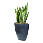 SANSEVIERIA TRIFF IN STUPINO PLANTER - سانسفيريا تريف في حوض ستوبينو الاسود