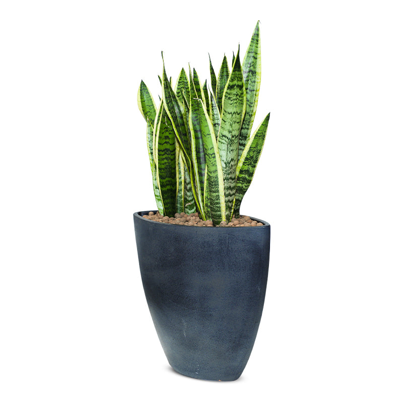 SANSEVIERIA TRIFF IN STUPINO PLANTER - سانسفيريا تريف في حوض ستوبينو الاسود