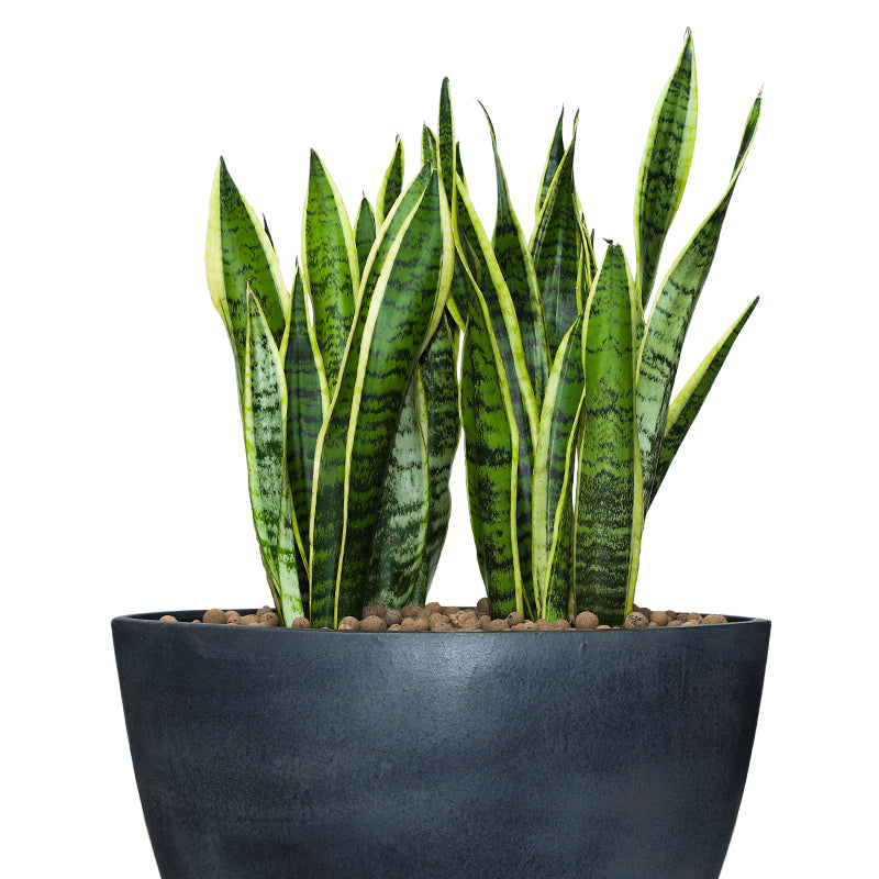 SANSEVIERIA TRIFF IN STUPINO PLANTER - سانسفيريا تريف في حوض ستوبينو الاسود