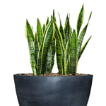 SANSEVIERIA TRIFF IN STUPINO PLANTER - سانسفيريا تريف في حوض ستوبينو الاسود