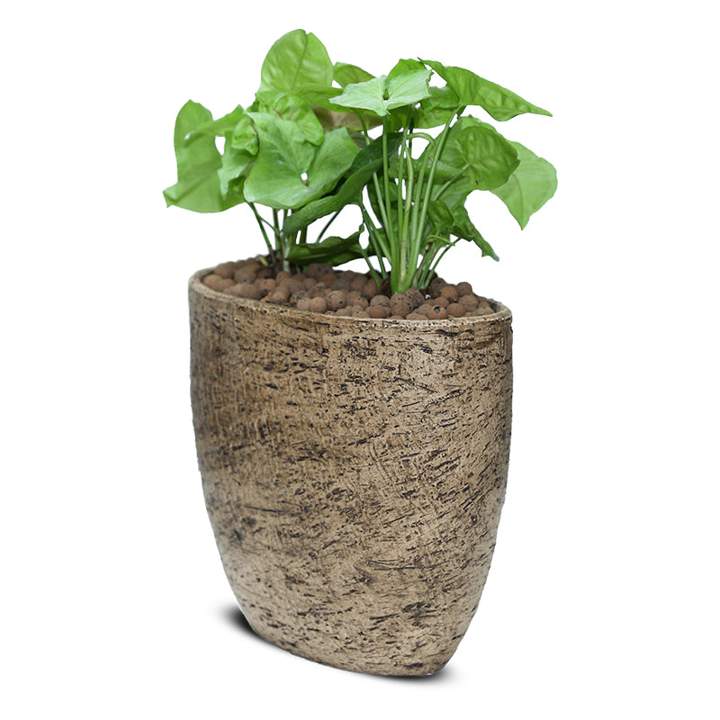 SYNGONIUM PODOPHYLLUM IN YERUDA VASE - سينجونيوم في حوض إيرودا