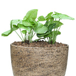 SYNGONIUM PODOPHYLLUM IN YERUDA VASE - سينجونيوم في حوض إيرودا