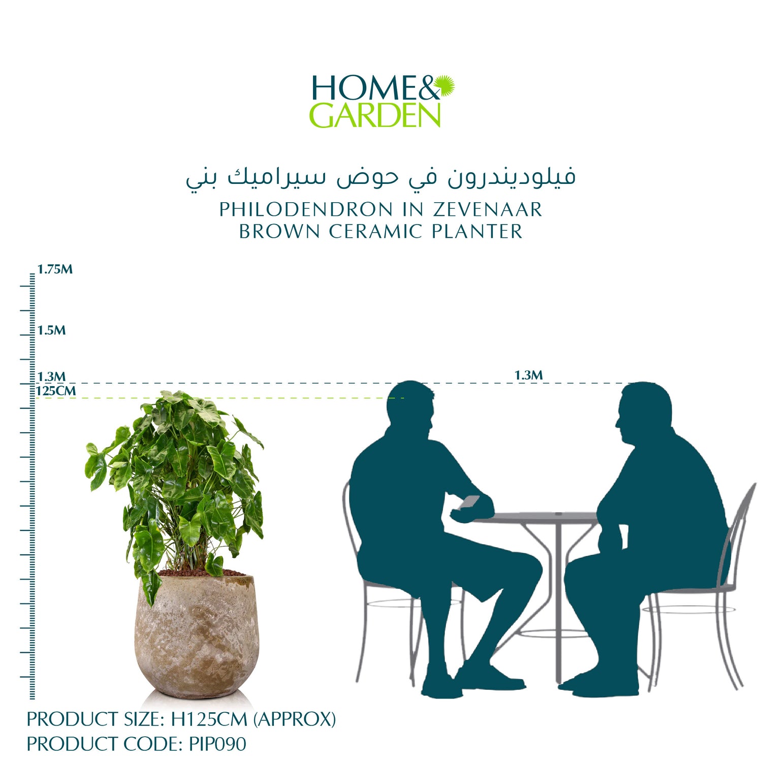 PHILODENDRON IN ZEVENAAR BROWN CERAMIC PLANTER - فيلوديندرون في حوض سيراميك بني