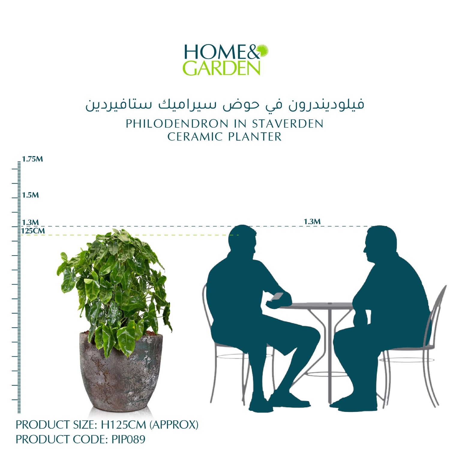 PHILODENDRON IN STAVERDEN CERAMIC PLANTER - فيلوديندرون في حوض سيراميك ستافيردين