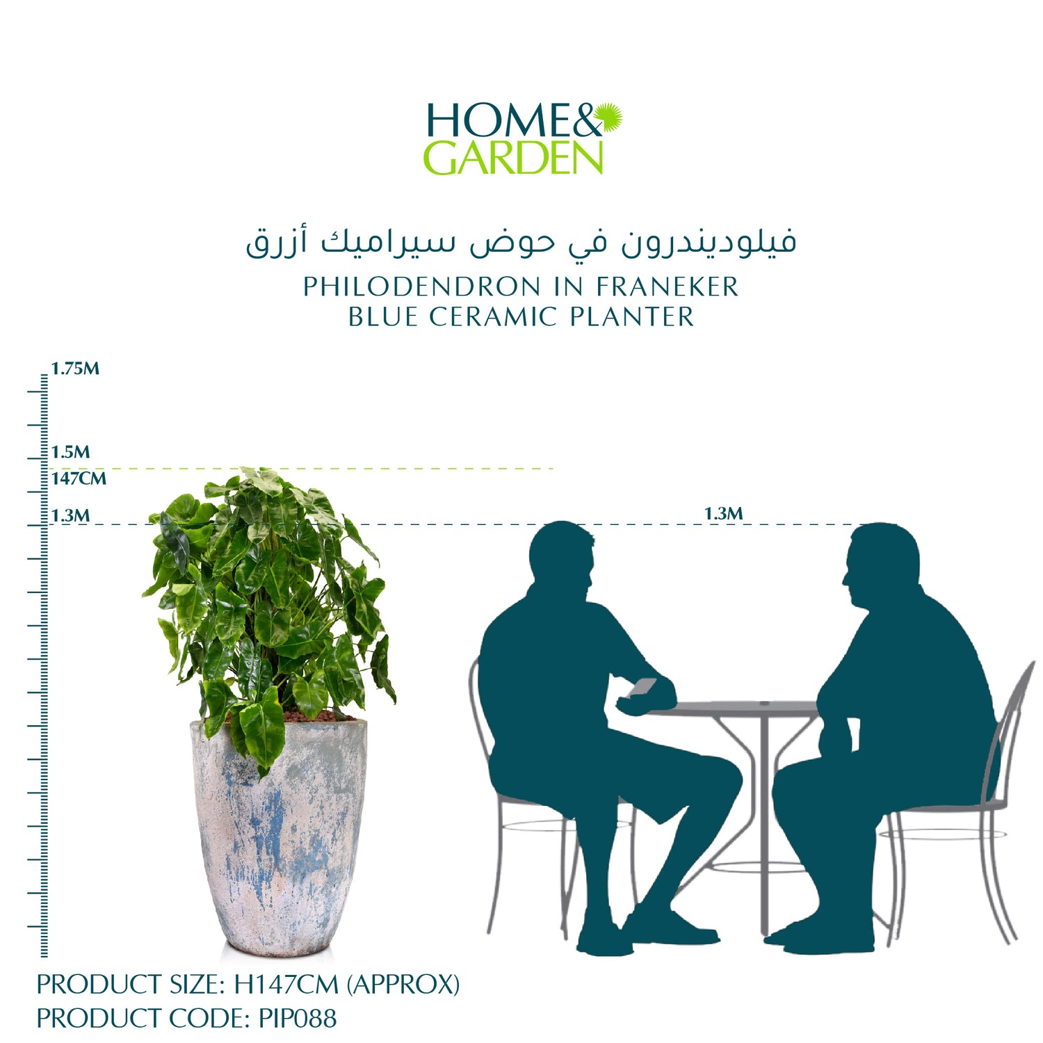 PHILODENDRON IN FRANEKER BLUE CERAMIC PLANTER - فيلوديندرون في حوض سيراميك أزرق