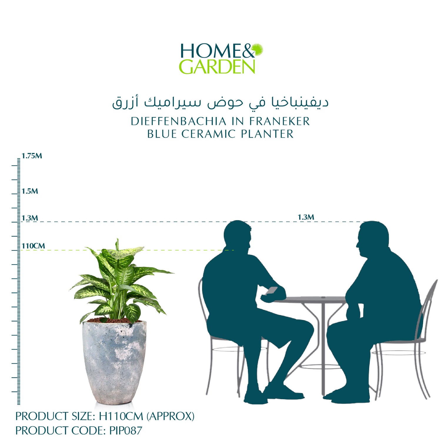 DIEFFENBACHIA IN FRANEKER BLUE CERAMIC PLANTER - ديفينباخيا في حوض سيراميك أزرق
