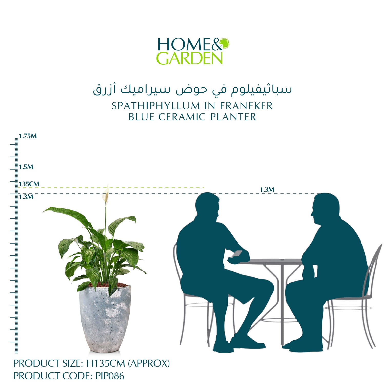 SPATHIPHYLLUM IN FRANEKER BLUE CERAMIC PLANTER - سباثيفيلوم في حوض سيراميك أزرق