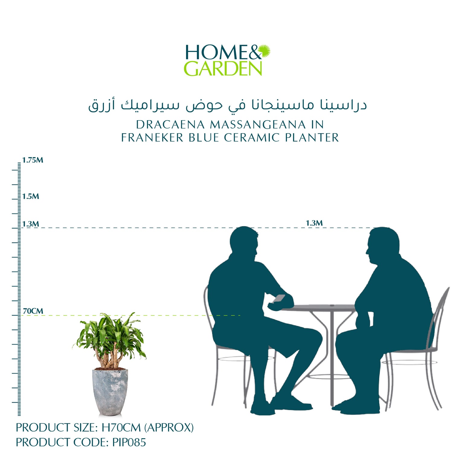 DRACAENA MASSANGEANA IN FRANEKER BLUE CERAMIC PLANTER - دراسينا ماسينجانا في حوض سيراميك أزرق