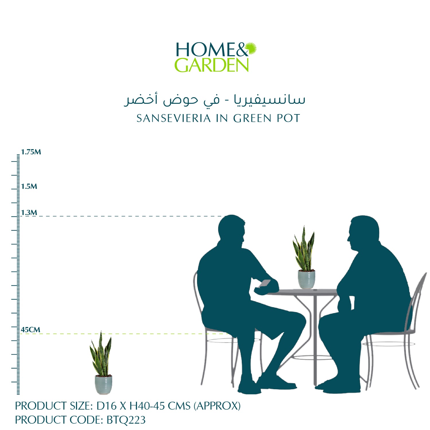 SANSEVIERIA IN GREEN POT - سانسيفيريا - في حوض أخضر