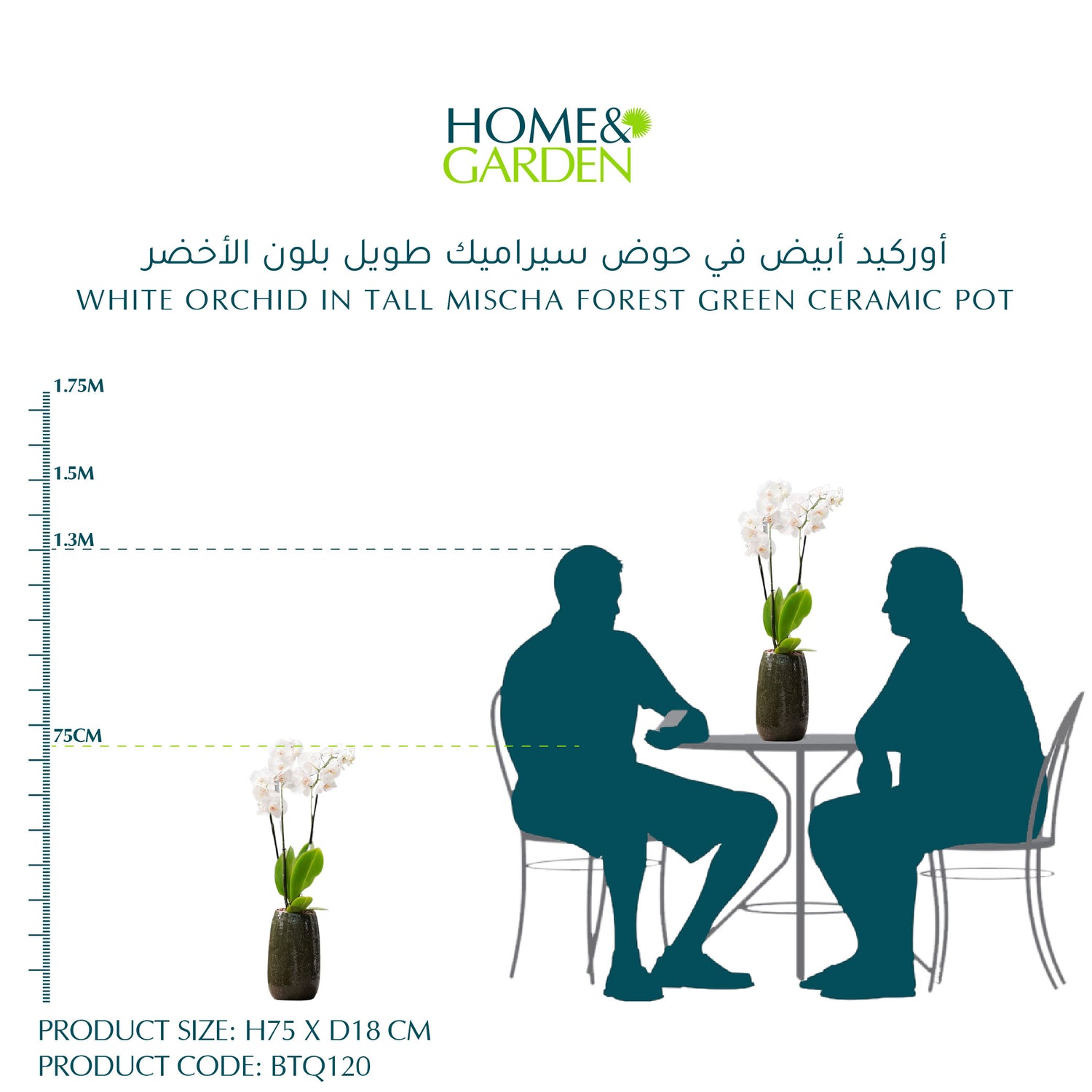 WHITE ORCHID IN TALL MISCHA FOREST GREEN CERAMIC POT - أوركيد أبيض في حوض سيراميك طويل بلون الأخضر