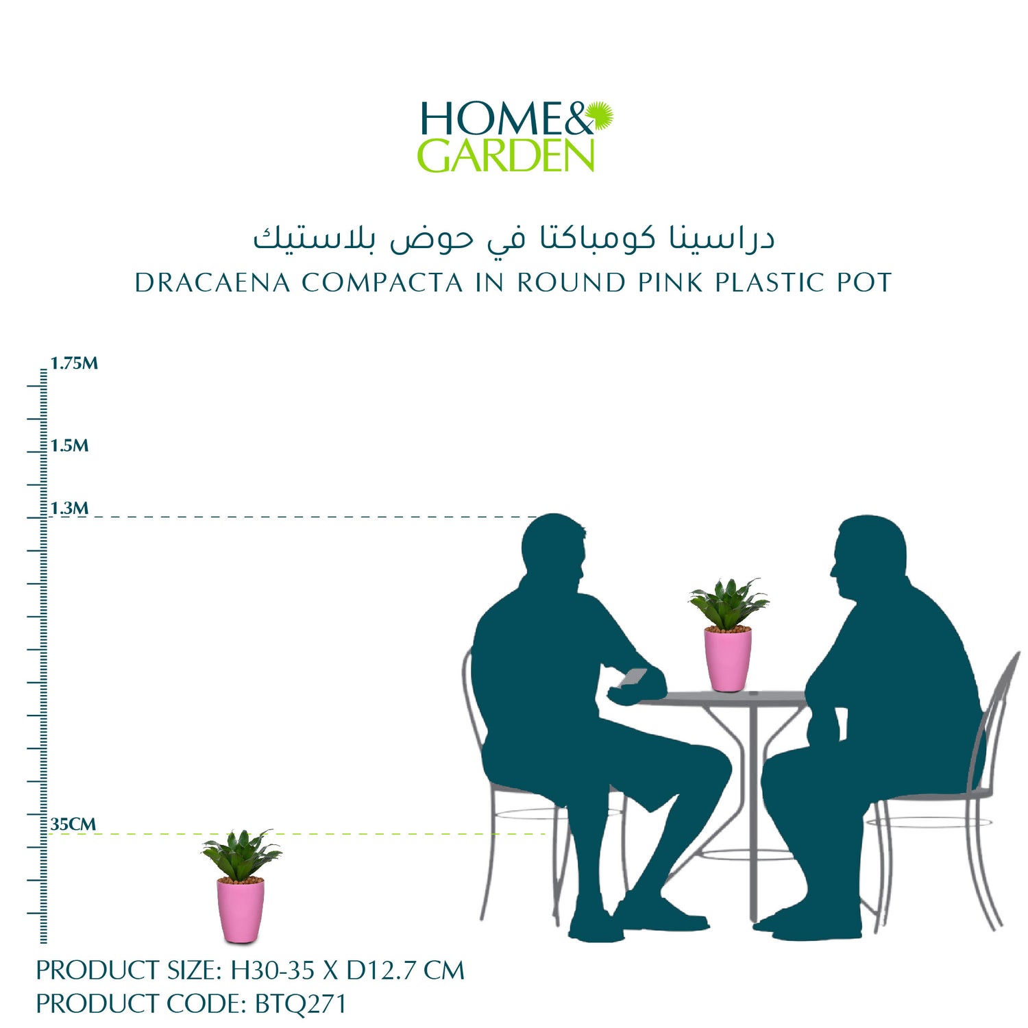 DRACAENA COMPACTA IN ROUND PINK PLASTIC POT  دراسينا كومباكتا في حوض بلاستيك