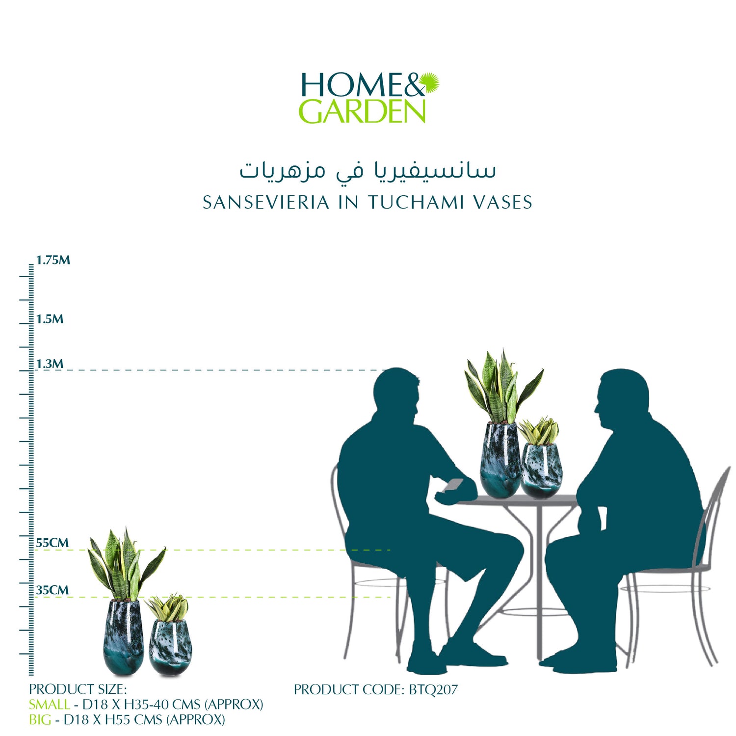 SANSEVIERIA IN TUCHAMI VASES - سانسيفيريا في مزهريات