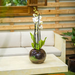 WHITE ORCHIDS IN GLASS POT - أوركيد البيضاء في وعاء زجاجي