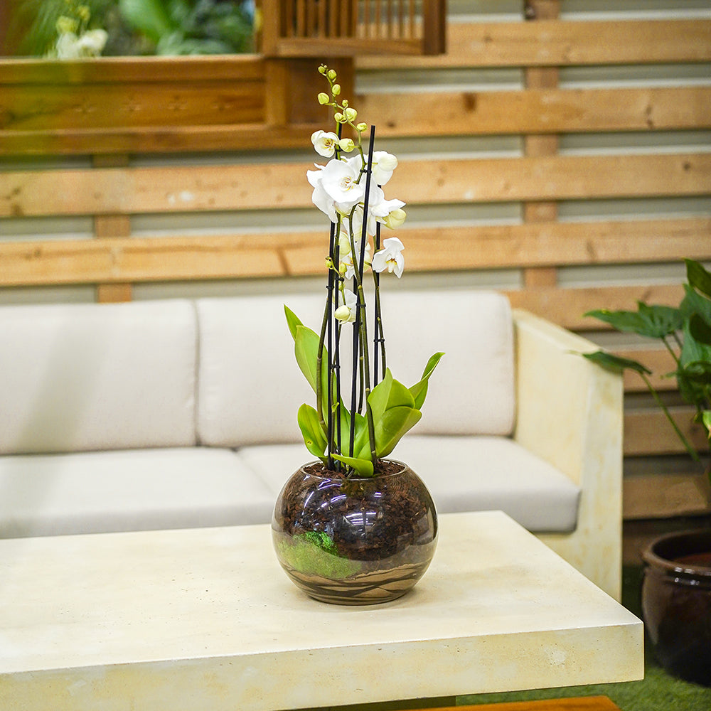 WHITE ORCHIDS IN GLASS POT - أوركيد البيضاء في وعاء زجاجي