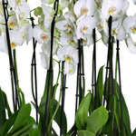 ORCHIDS IN DANUBE BLACK PLANTER - زهور الأوركيد في حوض أسود