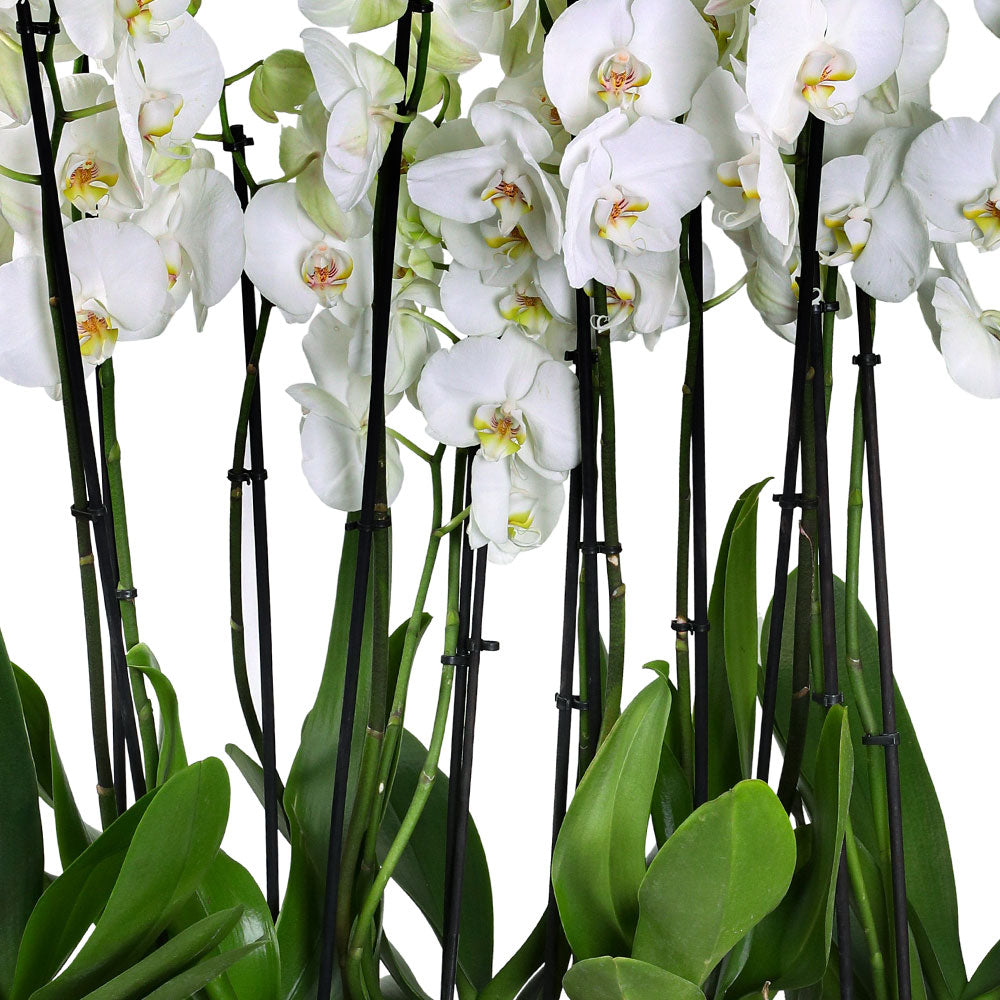 ORCHIDS IN DANUBE BLACK PLANTER - زهور الأوركيد في حوض أسود