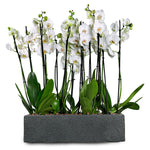 ORCHIDS IN DANUBE BLACK PLANTER - زهور الأوركيد في حوض أسود
