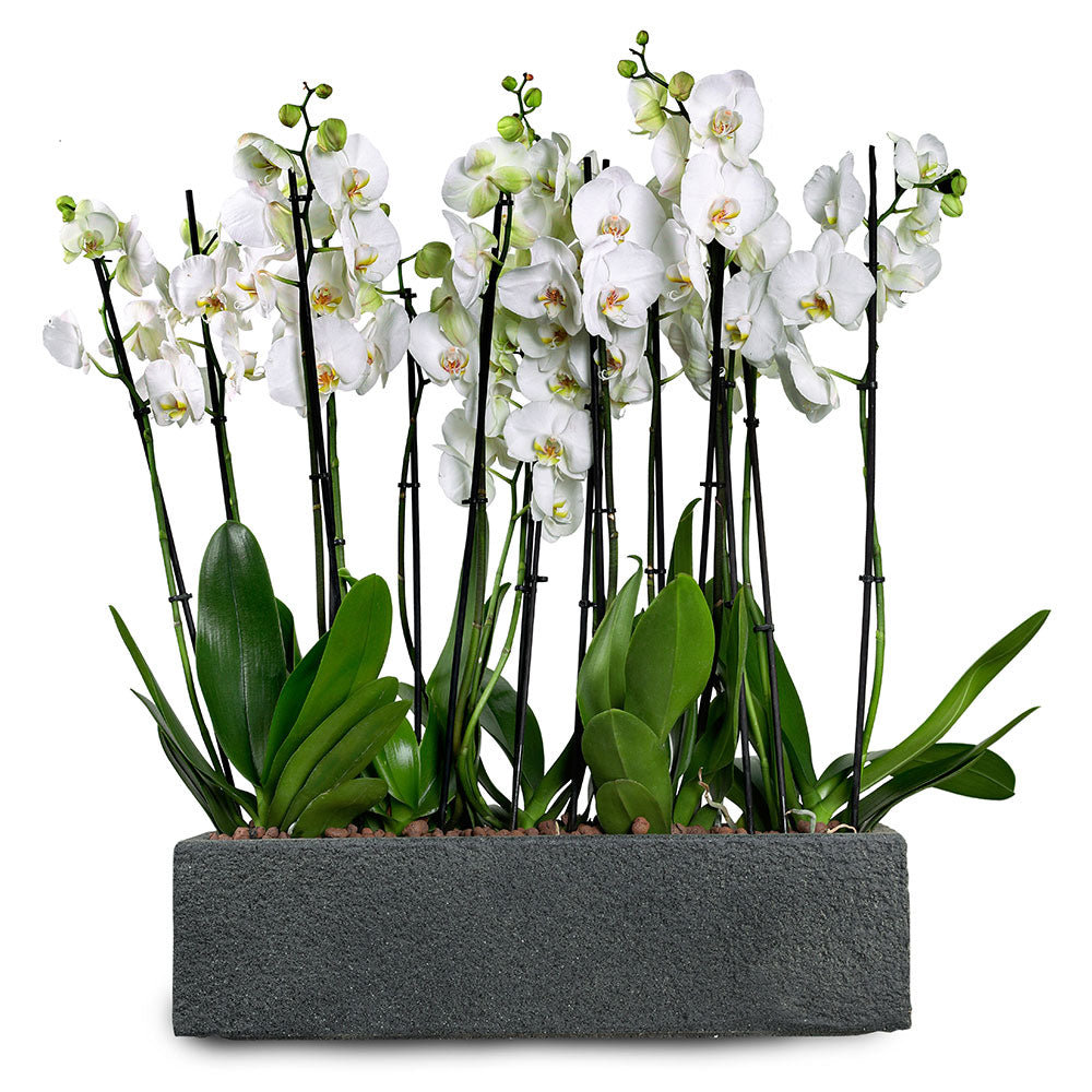 ORCHIDS IN DANUBE BLACK PLANTER - زهور الأوركيد في حوض أسود