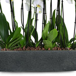 ORCHIDS IN DANUBE BLACK PLANTER - زهور الأوركيد في حوض أسود