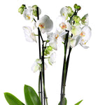 ORCHIDS IN KARDOY BROWN BOWL - الأوركيد في سلة كاردوي براون