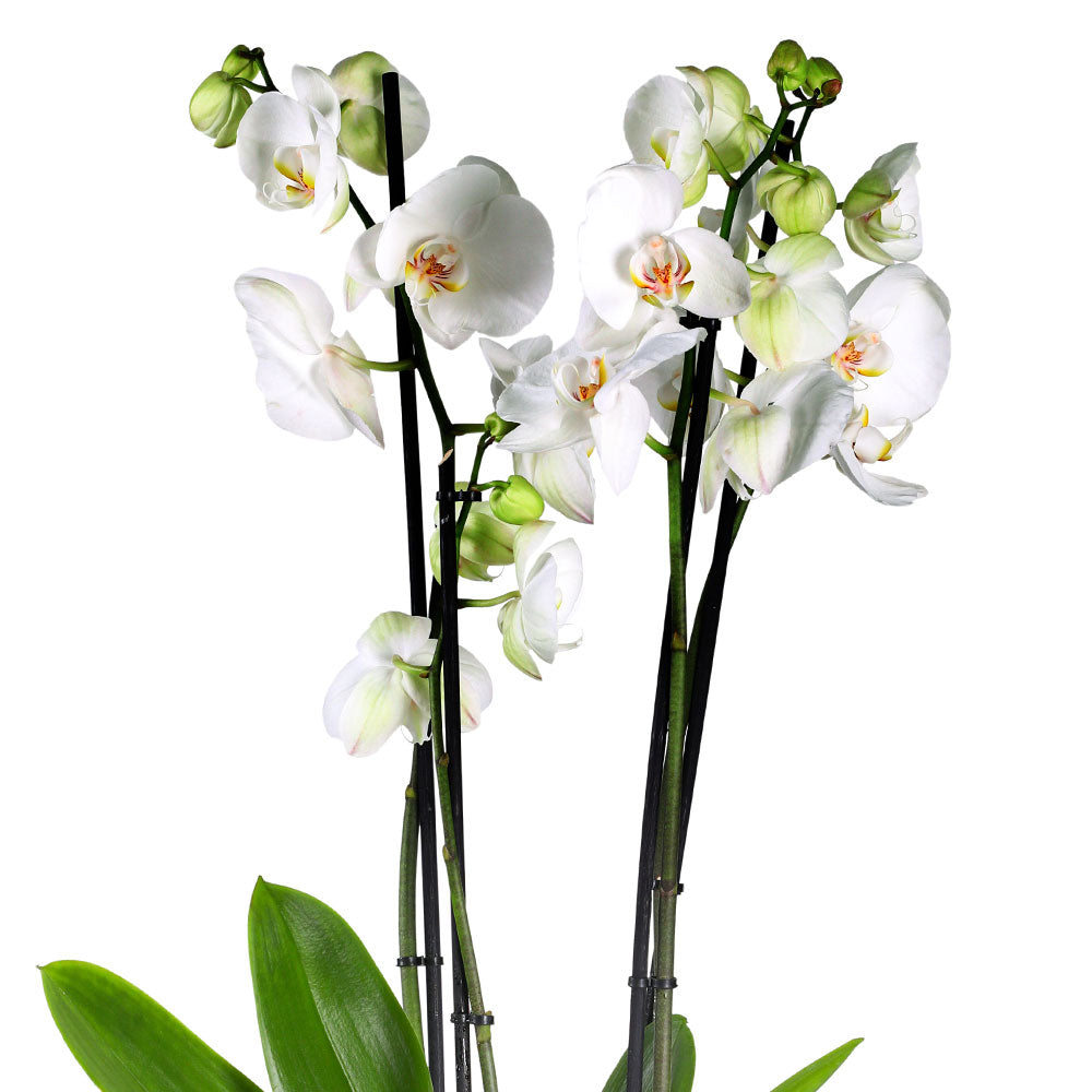 ORCHIDS IN KARDOY BROWN BOWL - الأوركيد في سلة كاردوي براون