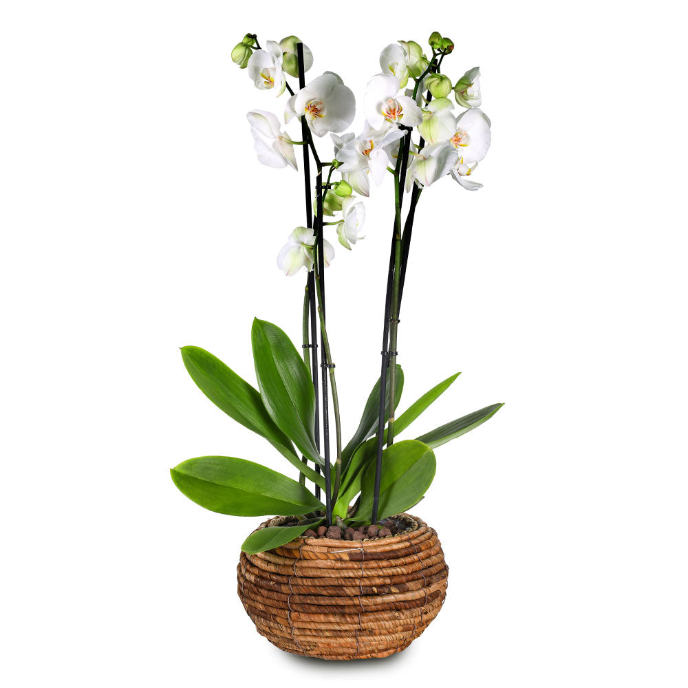 ORCHIDS IN KARDOY BROWN BOWL - الأوركيد في سلة كاردوي براون