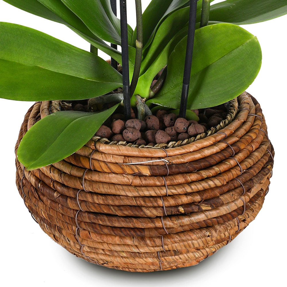 ORCHIDS IN KARDOY BROWN BOWL - الأوركيد في سلة كاردوي براون