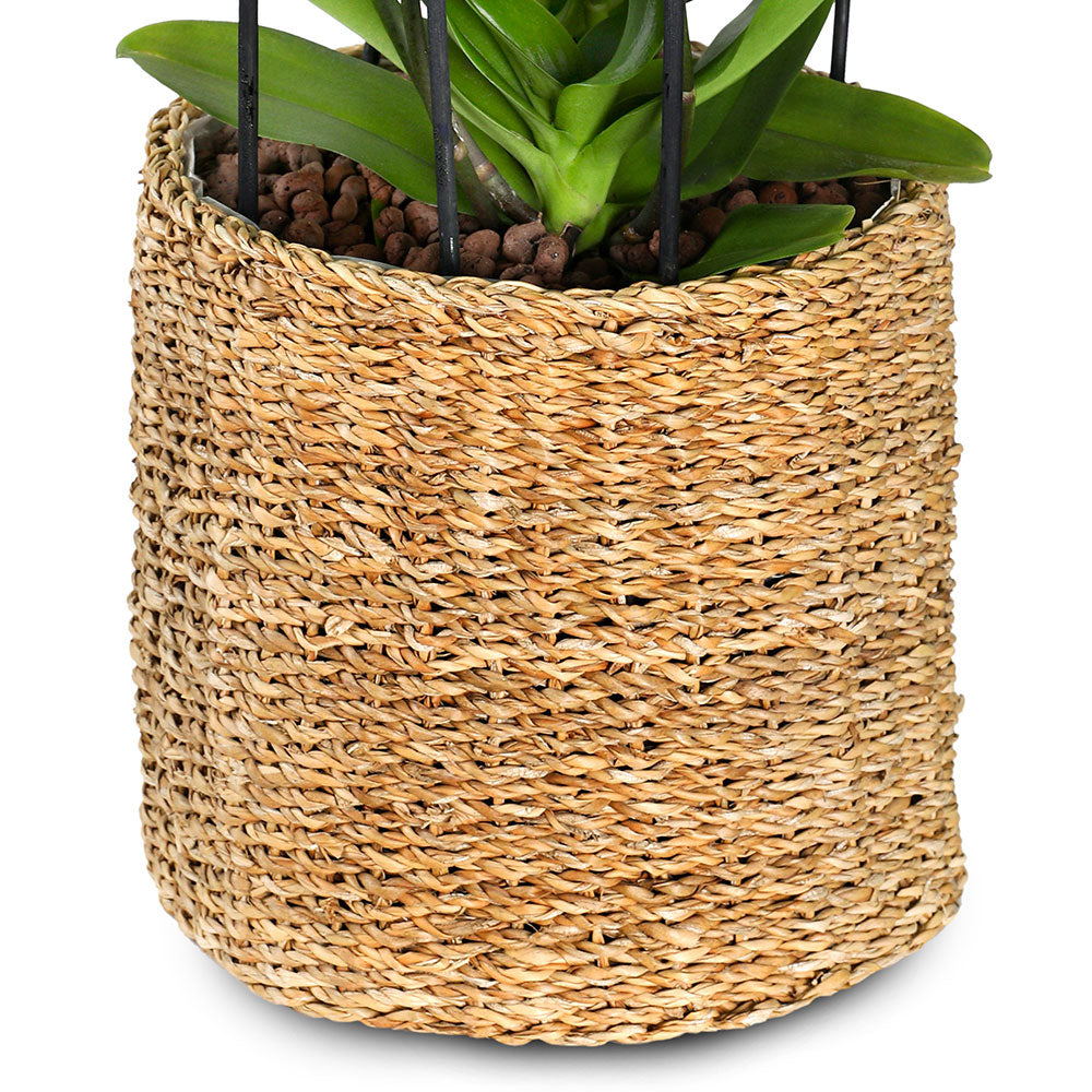 ORCHIDS IN IKSHA NATURAL PLANTERS - الأوركيد في حوض إكشا