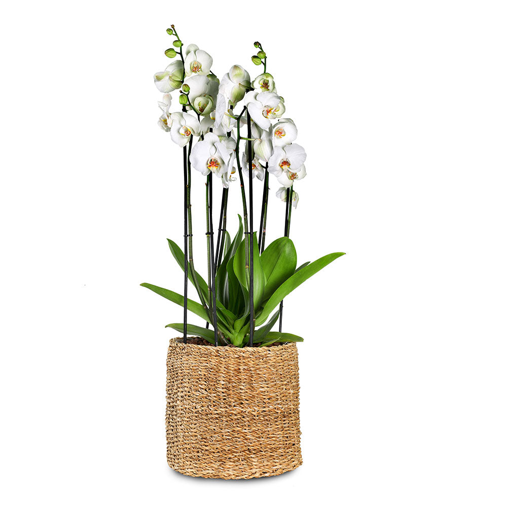 ORCHIDS IN IKSHA NATURAL PLANTERS - الأوركيد في حوض إكشا