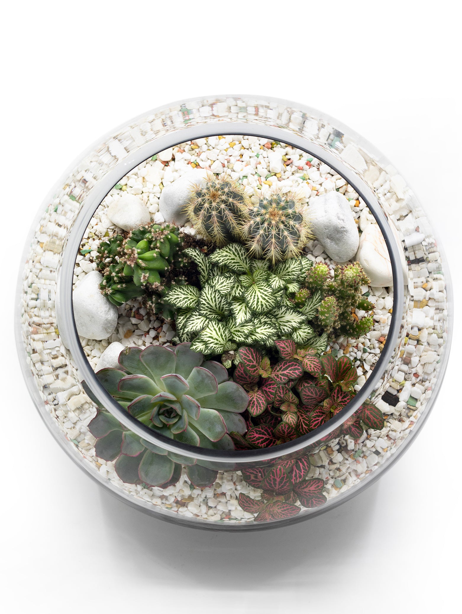 MIX CACTUS & SUCCULENT PLANTS IN TERRARIUM مزيج من الصباريات و النباتات الداخلية المميزة في حوض التيراريوم الرائع