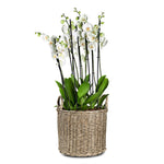 ORCHIDS IN DUBNA NATURAL BROWN PLANTER - الأوركيد في حوض دوبنا البني