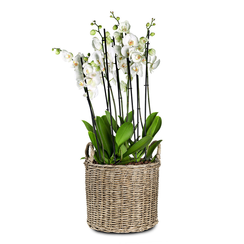 ORCHIDS IN DUBNA NATURAL BROWN PLANTER - الأوركيد في حوض دوبنا البني