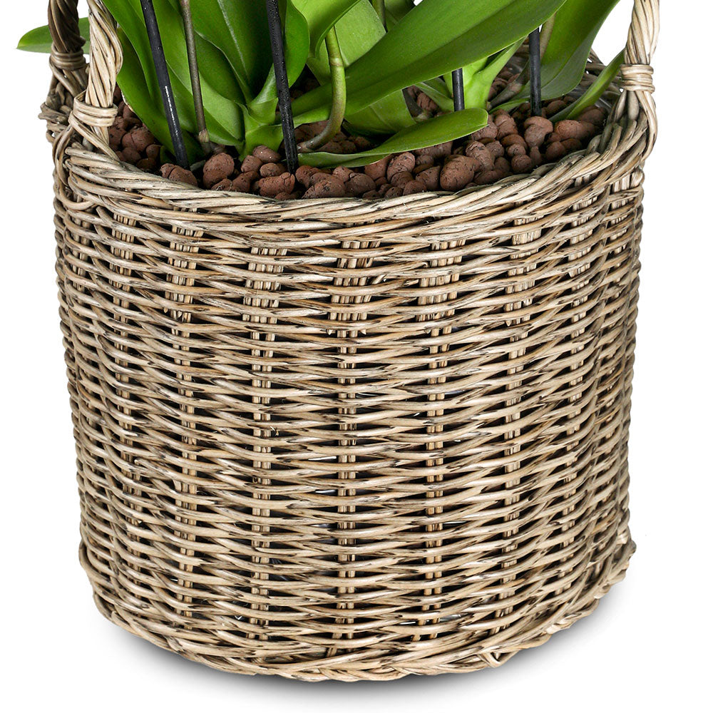 ORCHIDS IN DUBNA NATURAL BROWN PLANTER - الأوركيد في حوض دوبنا البني