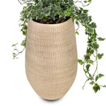 HEDERA IN OKSINO PLANTER - هيديرا في حوض أوكسينو